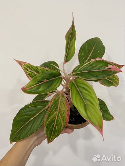 Сциндапсус неон, аглаонема пинк аврора и др