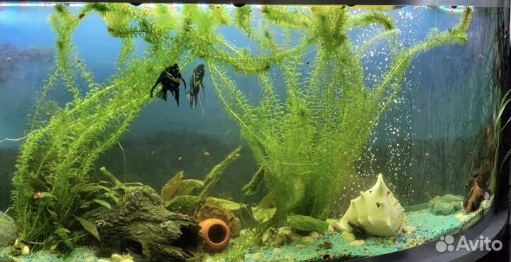 Продам красивую ракушку