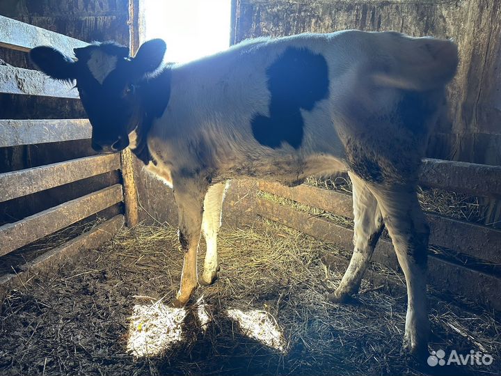 Бык и телята