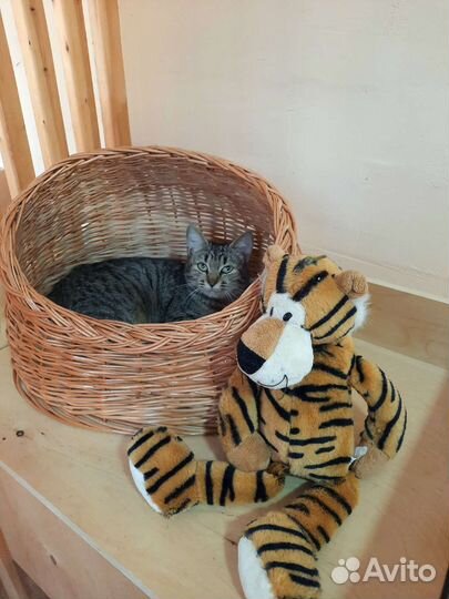 Потрясающая Зара ищет дом