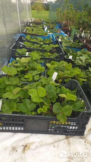 Кассетная рассада клубники лучших сортов