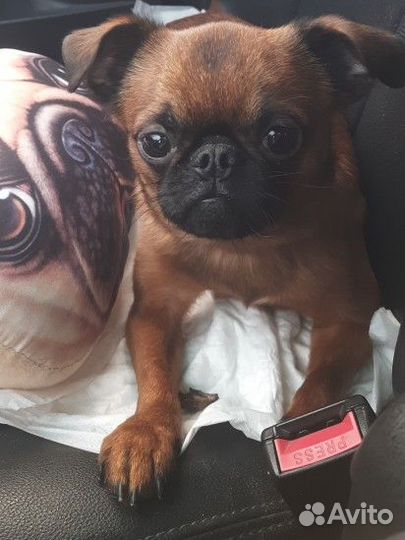 Пти брабансон вязка