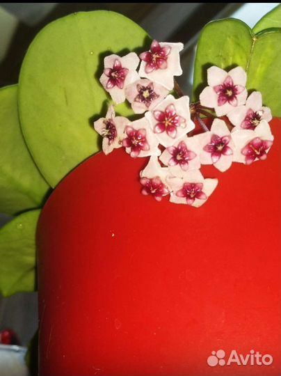 Каланхоэ Федченко вариегатное и др