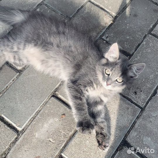 Серенькие котята в заботливые руки