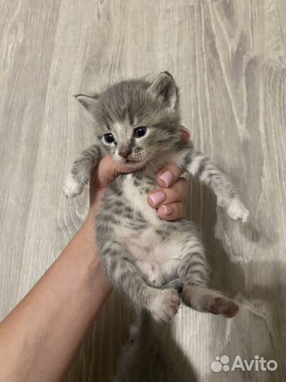 Котята шотландцы
