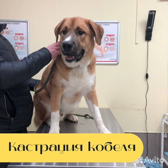 Ветеринарный врач на дом. Круглосуточный выезд