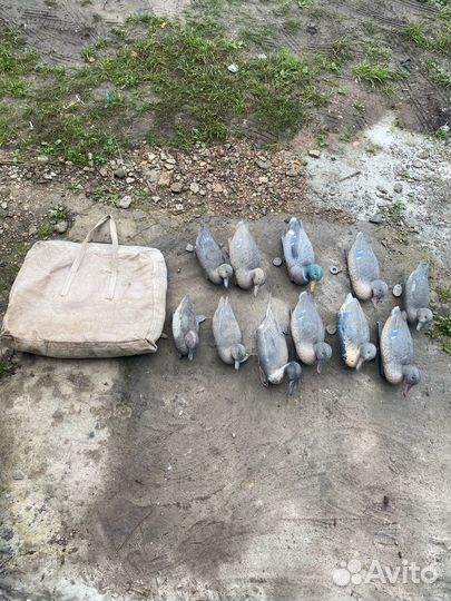 Утки подсадные для охоты