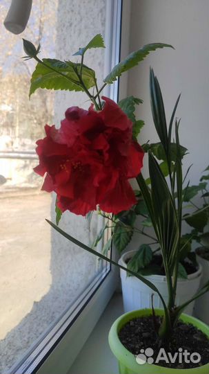 Роза китайская махровая