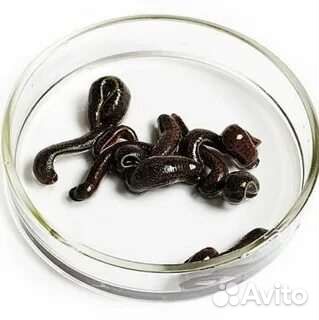 Пиявки медицинские