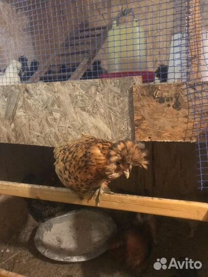 Инкубационное яйцо кур павловское золото