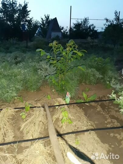 Грецкий орех саженцы