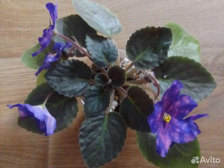 Фиалка в горшках