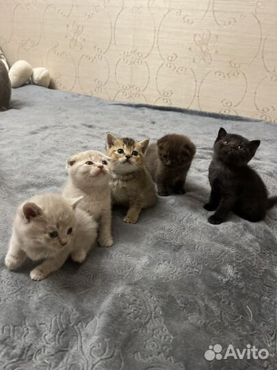 Чудесные малыши