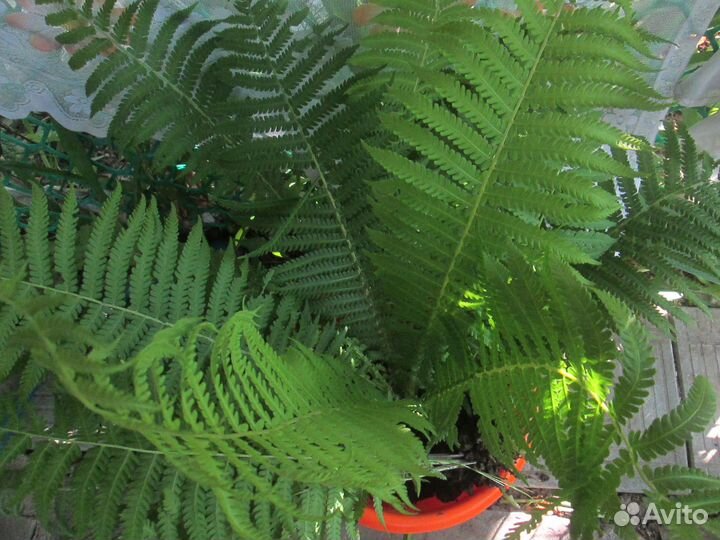 Папоротник садовый