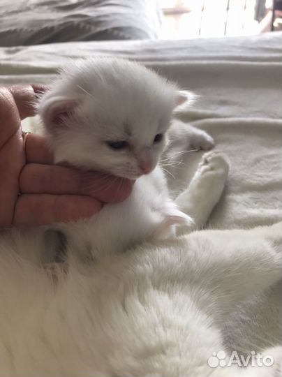 Котята отдам в добрые руки бесплатно