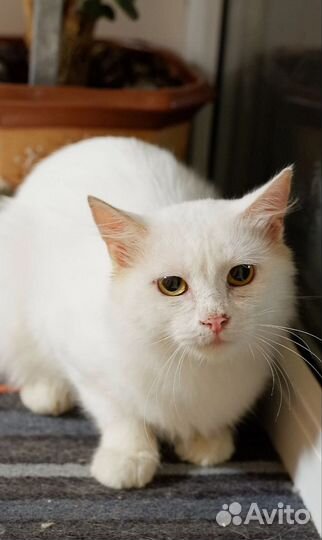 Котик ищет дом