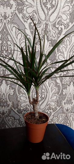 Драцена Маргината