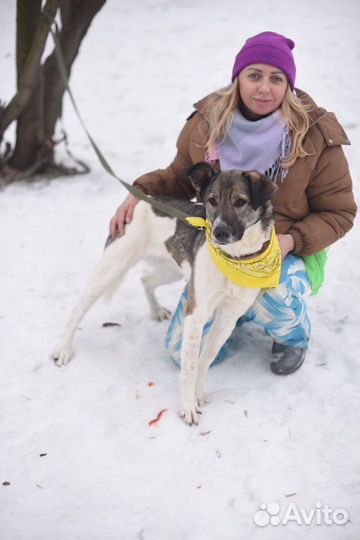 Его предали хозяева и сдали в приют