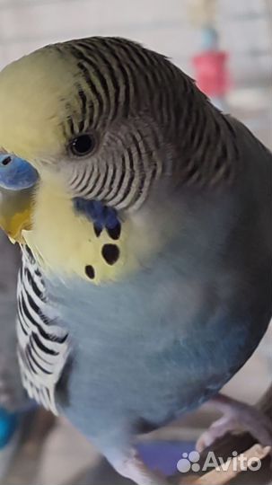 Волнистый попугай чех молодеж