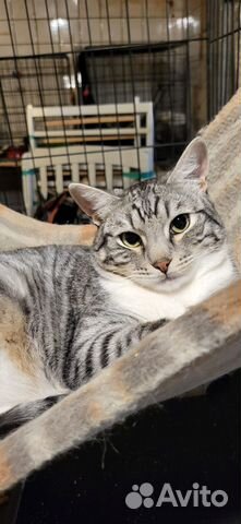 Кот любит обниматься кот-обнимусь в добрые руки купить в Москве ...