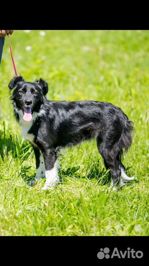 Собаки в дар в добрые руки