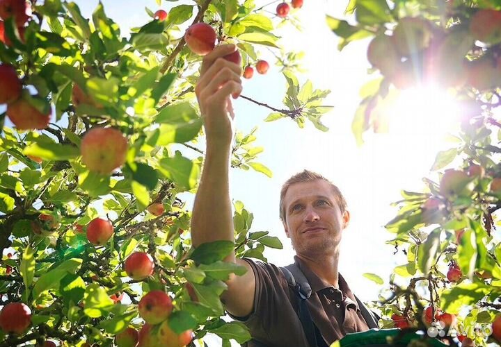 Работник по сборке яблок