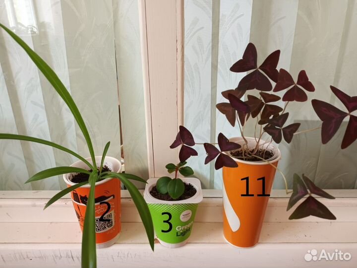 Комнатные цветы