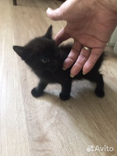 Отдам котенка в добрые руки