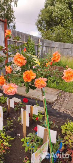 Роза на штамбе в ассортименте