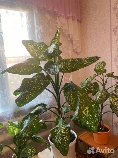 Диффенбахия