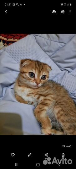 Британские котята