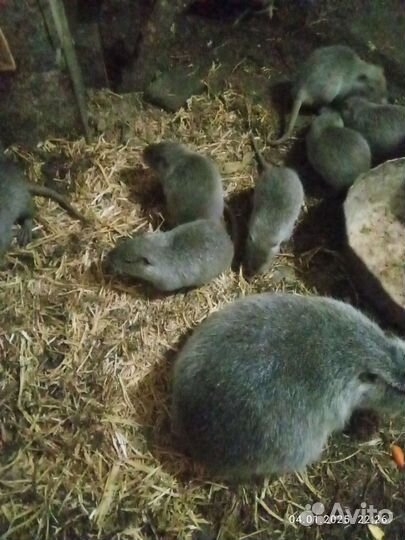 Нутрии молодняк
