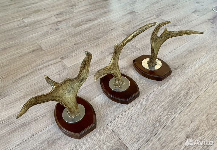Рога лося лакированные на деревяном медальоне