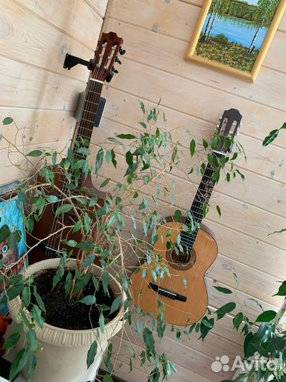 Электроакустическая гитара Baton Rouge CR21C ACE