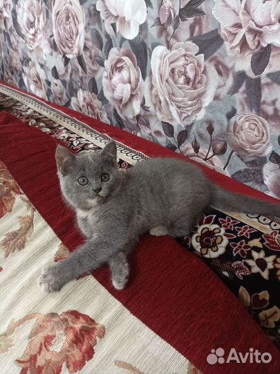 Плюшевые котята