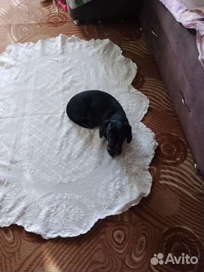 Скатерть хлопок