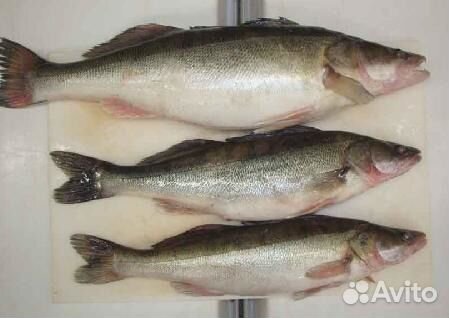 Свежая речная рыба