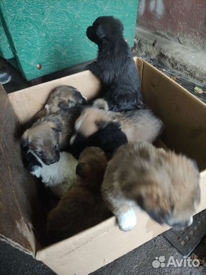 Собаки бесплатно в добрые руки щенки