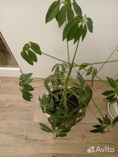 Комнатные цветы шефлера