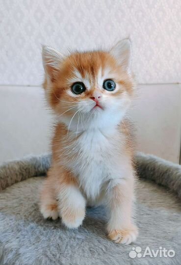 Британский малыш ny12