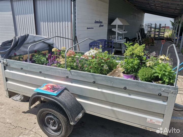 Привезу растения из Лавандовой фермы