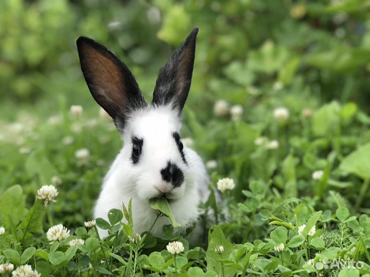 Аренда кроликов