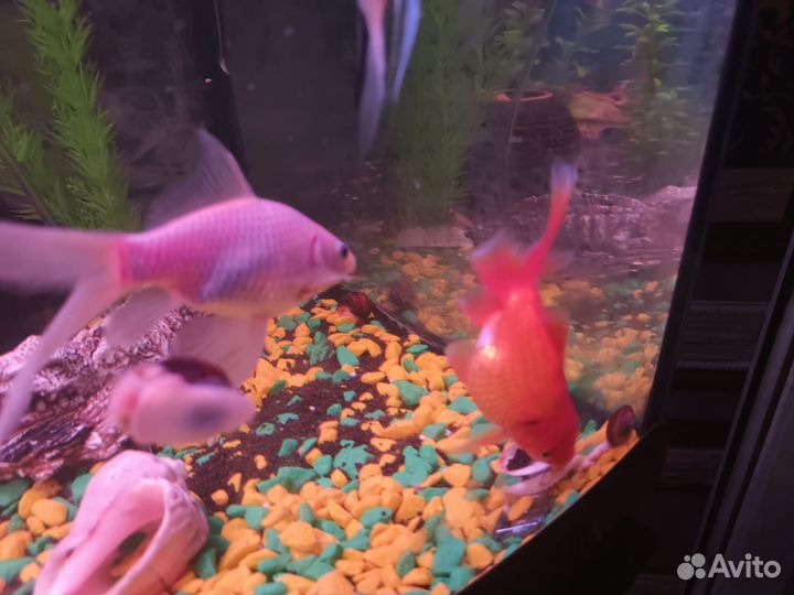 Золотая рыбка