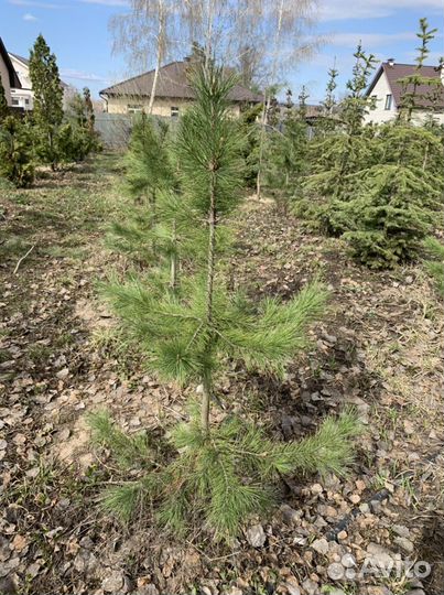 Кедр (сосна сибирская кедровая)