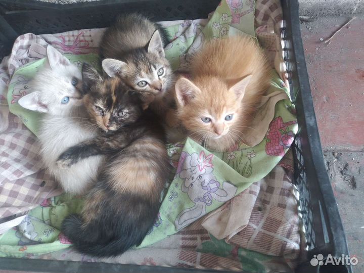 Кошка в дар бесплатно