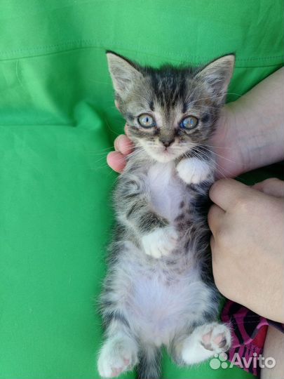 Котята