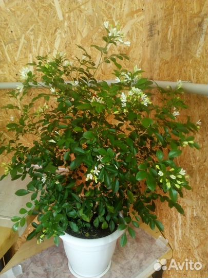 Муррайя ароматное растение