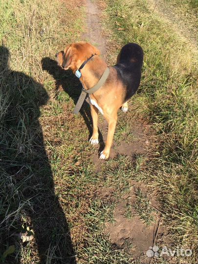 Собака вязка. Кобель. Русская гончая