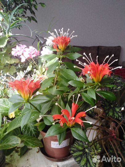 Эсхинантус