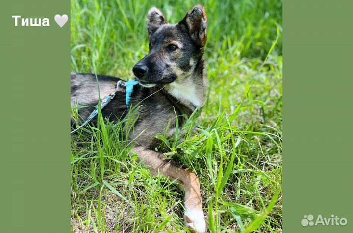 Миниатюрная собака из приюта